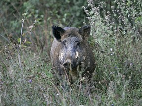 Wild boar in field