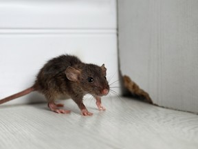 GONE TO THE RATS: Toronto's rodent population booming since pandemic