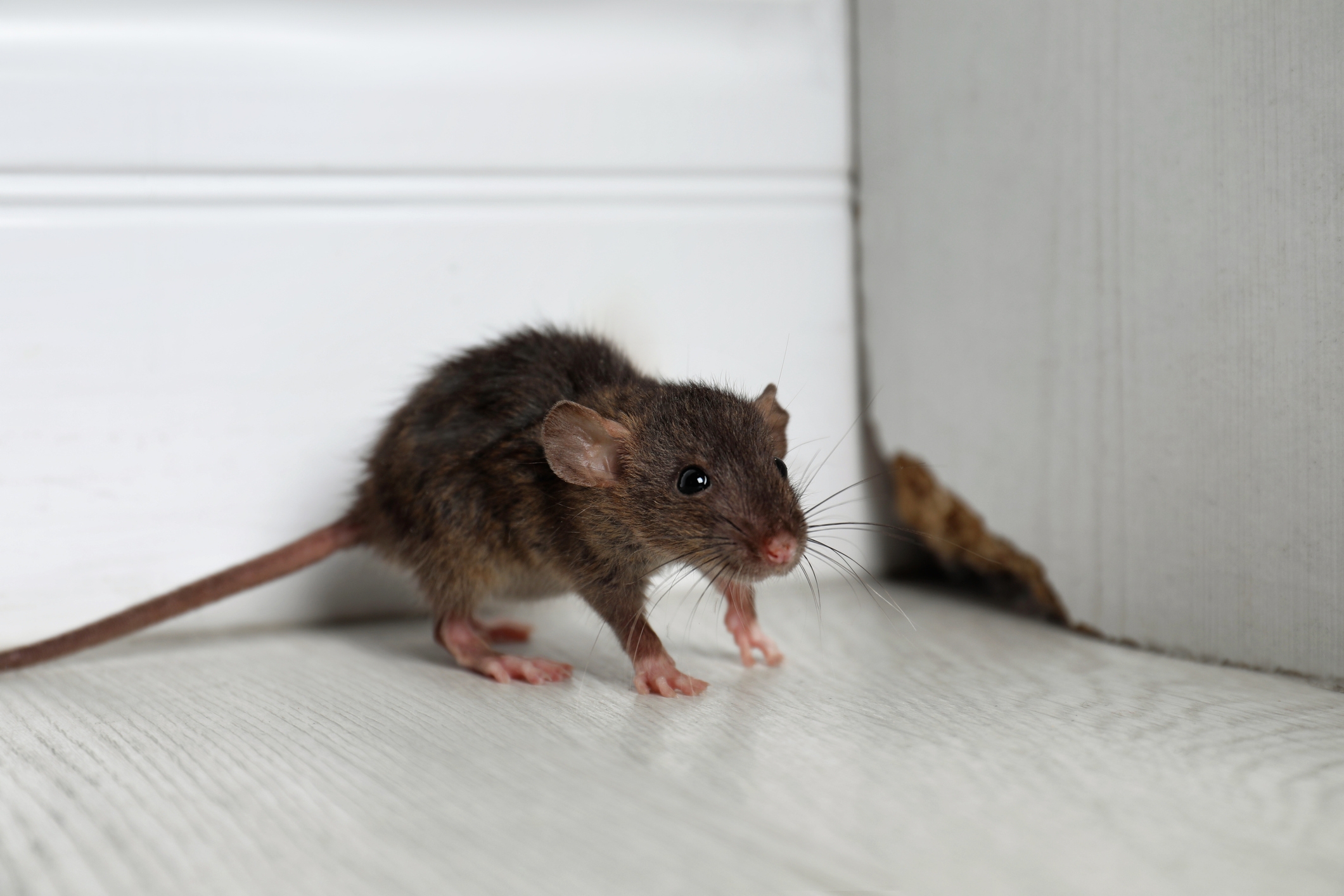 RAT APOCALYPSE! Toronto's new home invaders are growing in shocking numbers