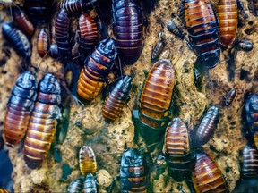 Close-up image of a colony of Madagascar hissing cockroach is pictured in this file photo.