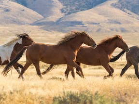 A herd of wild horses running across the U.S.