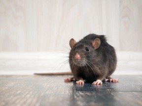 Toronto is the No. 1 rattiest city in Canada, according to Orkin Canada’s national annual list, with T.O. coming in ahead of Vancouver at No. 2.