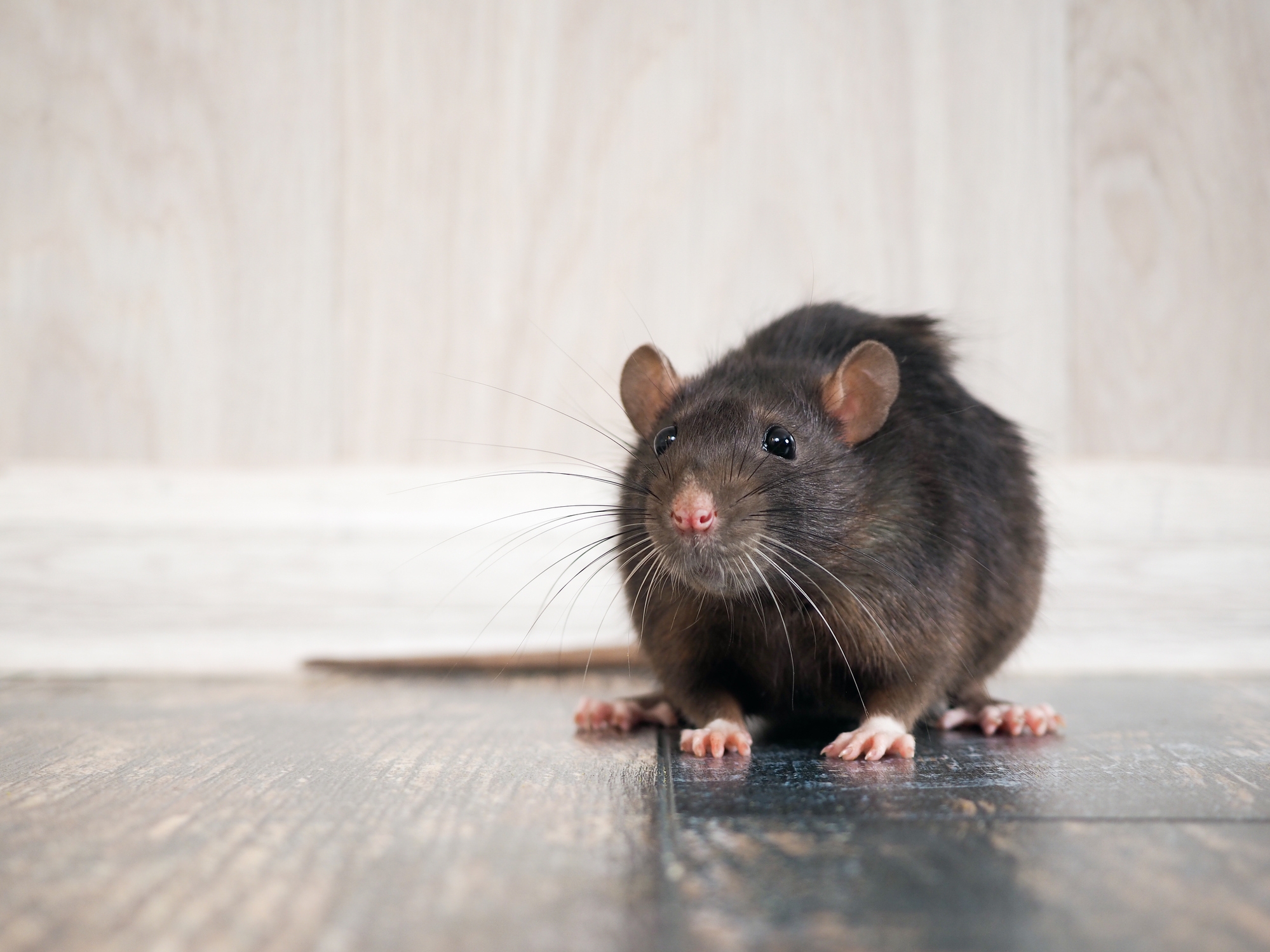 RAT APOCALYPSE! Toronto's new home invaders are growing in shocking numbers