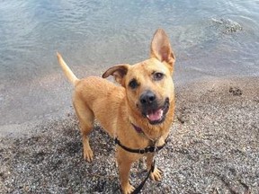 Goldie, a five-year-old blonde girl, mingles at the water's edge