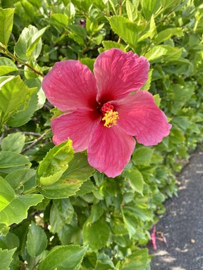 Stop and smell the hibiscus at Cambridge Beaches Resort and Spa in Bermuda. CYNTHIA MCLEOD/TORONTO SUN