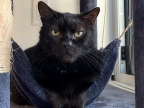 Black cat sitting in a cat swing