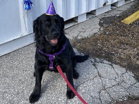 Pebbles, who wore a hat to celebrate the opening of OMHS's pet food bank, were abandoned by her original family.
