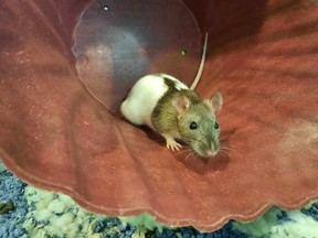Polly Pocket, a 10-month-old mouse, plays in a large, upside-down bowl