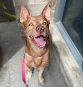Five-year-old mutt Charlie is ready for his Forever Home from the Toronto Humane Society.