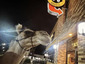 Fergie, a 12-year-old dromedary camel, dined on french fries at an In-N-Out drive-through in Sin City, according to the Daily Mail.