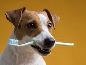 Dogs get tooth decay and gum disease just like humans do and their teeth need brushing.