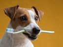 Les chiens ont des caries et des maladies des gencives, tout comme les humains, et leurs dents ont besoin d'être brossées.