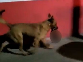 This screen grab of a video posted on Twitter shows a dog carrying a human head in the Mexican town of Monte Escobedo on Wednesday.