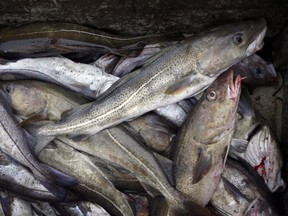 Cod fill a box on a trawler off the coast of Hampton Beach, N.H., in an April 23, 2016 file photo. A new audit of Canada's efforts to protect aquatic species at risk of going extinct says the federal government is biased against listing commercially valuable fish as needing protection.