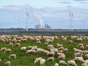 Een foto genomen op 16 oktober 2022 toont een kudde schapen in de buurt van de kolengestookte elektriciteitscentrale Neurath van RWE en windturbines in Luetzerath, West-Duitsland.