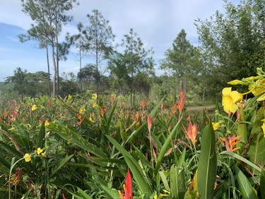 Hidden Valley Inn and Reserve in Belize has an assortment of beautiful flowers on the well-groomed property.
