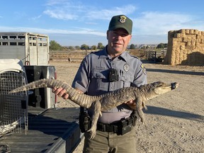 Idaho Department of Fish and Game Officer Brian Marek holds a 3.5-foot alligator that was captured on Oct. 20, 2022.