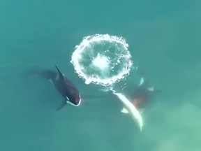 Killer whales attack a great white shark off the coast of South Africa.