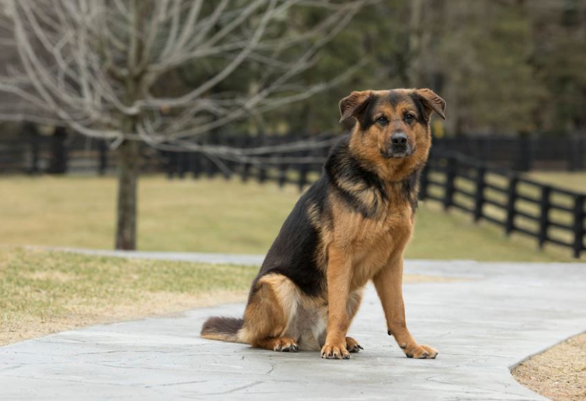 Senior Dog Needs Forever Home Canada Com   Leroy 