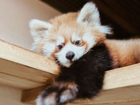 A red panda cub has died, according to the Toronto Zoo.