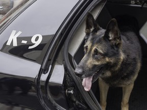 A police canine waiting in the back of a patrol car.