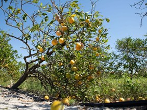 Fallen oranges and damaged trees following Hurricane Ian at a grove in Charlotte county, Florida.