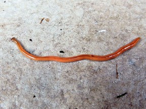Worming their way to Ontario, the invasive hammerhead worm should be killed on sight.