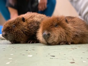 Two rescue beavers - Ziibi, left, and Nibi - in rescue centre in Massachusetts.