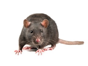 Souris grise active sur fond blanc