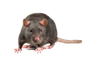 Active grey rat on a white background