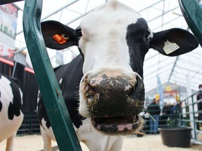 Cows fed hemp produced milk containing THC and acted differently: Study