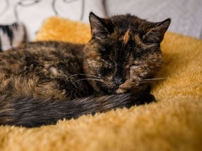 Flossie is the world’s oldest living cat. GUINESS WORLD RECORDS