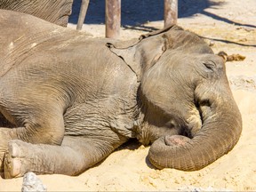 Elephant sleeping on the floor in a meadow