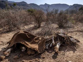 The carcass of an adult elephant, which died during the drought, is seen in Namunyak Wildlife Conservancy, Samburu, Kenya on Oct. 12, 2022.