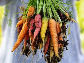 woman gardener holding freshly picked Rainbow carrots from kitchen garden
