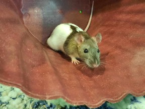 Polly Pocket, an 11-month-old domestic rat, is waiting for her Forever Home.