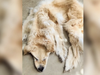 An Australian family turned their dead pet into a rug.