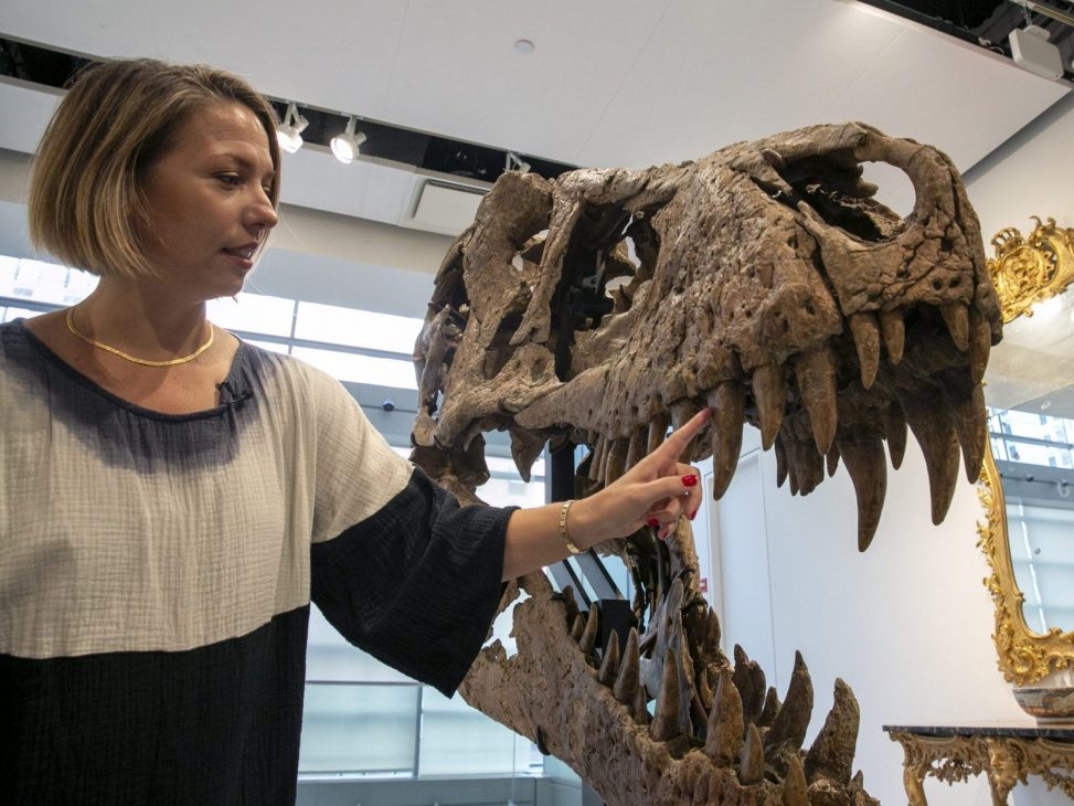 T. rex skull found in South Dakota could fetch at least 15M at auction