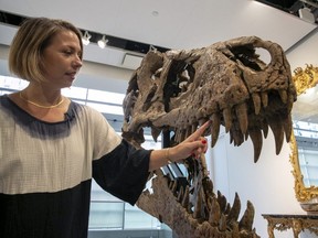 Cassandra Hatton, senior vice president, global head of department, Science & Popular Culture at Sotheby's, touches the tooth of a Tyrannosaurus rex skull excavated from Harding County, South Dakota, in 2020-2021, in New York City, Friday, Nov. 4, 2022.