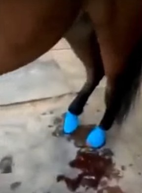 Investigators need help identifying a woman caught in an online video of horse abuse in Northumberland County.