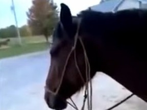 Investigators need help identifying a woman caught in an online video of horse abuse in Northumberland County.