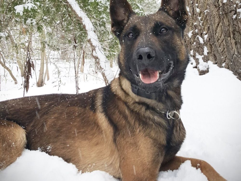 Durham police dog Klutch tracks down two gas station robbery suspects ...