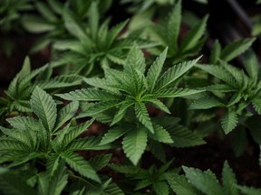 Marijuana plants for the adult recreational market are seen inside a greenhouse at Hepworth Farms in Milton, N.Y., July 15, 2022.