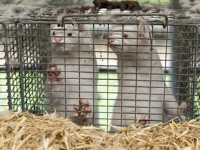 In this file photo, minks at a farm in Bording, Denmark, are pictured on Nov. 7, 2020.