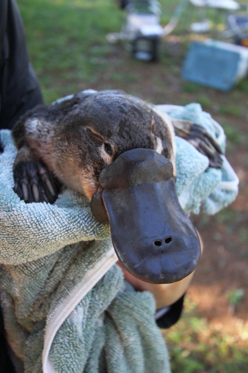 Platypus Population At Risk Because They Can't Climb Over Dams 