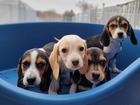 York Regional Police and Markham Animal Care Services have rescued 16 puppies in a fraud and animal cruelty investigation.