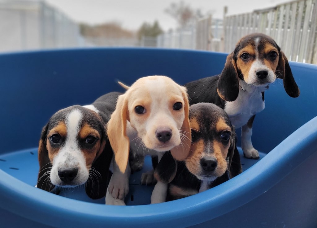 Two Markham men arrested over puppy mill fake vet papers Toronto Sun Two Markham men arrested over puppy mill fake vet papers Toronto Sun