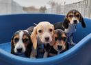 La Policía Regional de York y los Servicios de Cuidado de Animales de Markham han recuperado 16 cachorros en una investigación brutal de fraude y animales.