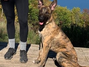 Riot, a Dutch shepherd owned by Mississauga firefighter Matt Bell and his girlfriend, Chelsea Smith, was shot and killed at the couple's Collingwood-area home.