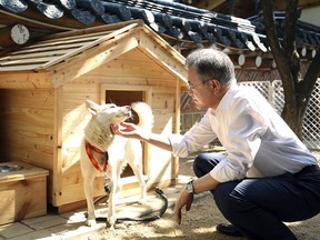 In this photo provided on Oct. 2018, by South Korea Presidential Blue House, South Korean President Moon Jae-in touches a white Pungsan dog, named Gomi, from North Korea, in Seoul.